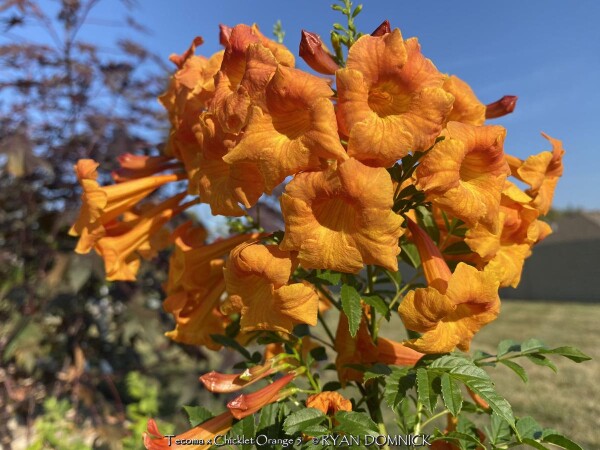 Chicklet ™ Orange Trumpet Bush Proven Winners - Great Garden Plants