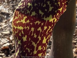 product-details