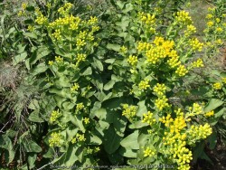 Kansas Plant Farm - Buy from over 500 varieties of plants in Lawrence, KS