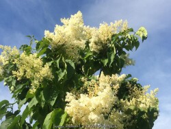 Kansas Plant Farm - Buy from over 500 varieties of plants in Lawrence, KS