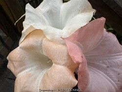 product-details