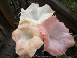 product-details