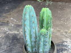 product-details