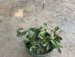 product-details