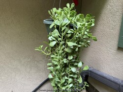product-details