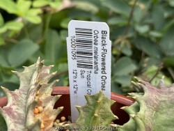 product-details